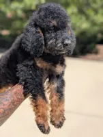 Lionheart, a male Goldendoodle and Miniature Bernedoodle for sale in Sacramento, CA – 3 of 9