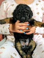 Lionheart, a male Goldendoodle and Miniature Bernedoodle for sale in Sacramento, CA – Photo 3 of 4