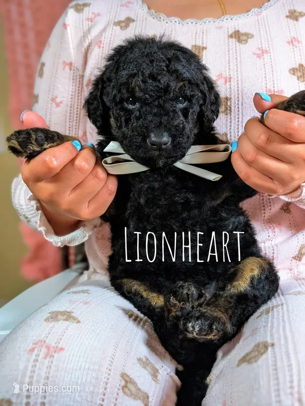 Lionheart