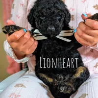 Lionheart, a male Goldendoodle and Miniature Bernedoodle for sale in Sacramento, CA – Photo 1 of 4