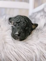 processed/47b2b5a9-ec87-4a0d-9bc3-c22c113f7bef/listing/f099a4f8-b581-4472-a467-3848e2c7ac34/8cc6b81e-c71a-4e9c-8d2c-4d5875a3793f