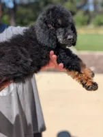 Lionheart, a male Goldendoodle and Miniature Bernedoodle for sale in Sacramento, CA – 5 of 9