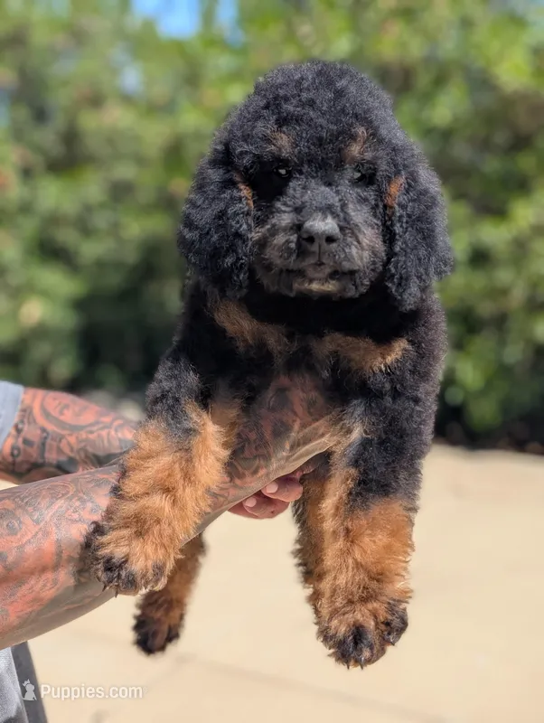 Lionheart – Goldendoodle, Miniature Bernedoodle puppy for sale in Sacramento, CA