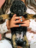 Lionheart, a male Goldendoodle and Miniature Bernedoodle for sale in Sacramento, CA – Photo 4 of 4