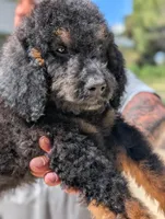Lionheart, a male Goldendoodle and Miniature Bernedoodle for sale in Sacramento, CA – 4 of 9