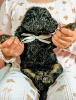 Lionheart, a male Goldendoodle and Miniature Bernedoodle for sale in Sacramento, CA – Photo 2 of 4