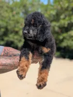 Lionheart, a male Goldendoodle and Miniature Bernedoodle for sale in Sacramento, CA – 2 of 9