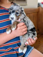 JASPER , a male Miniature Bernedoodle for sale in Sacramento, CA – Photo 4 of 5