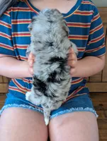 JASPER , a male Miniature Bernedoodle for sale in Sacramento, CA – Photo 5 of 5