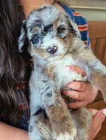 JASPER , a male Miniature Bernedoodle for sale in Sacramento, CA – Photo 1 of 5
