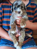 JASPER , a male Miniature Bernedoodle for sale in Sacramento, CA – Photo 2 of 5