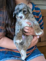 JASPER , a male Miniature Bernedoodle for sale in Sacramento, CA – Photo 3 of 5