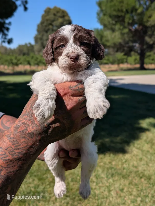 NOVA – Cavapoo, Miniature Bernedoodle puppy for sale in Sacramento, CA