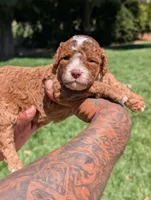 RUFFLES, a female Cavapoo and Poodle - Miniature  for sale in Sacramento, CA – 3 of 5