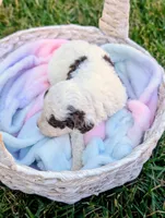 EMBER, a female Cavapoo and Miniature Bernedoodle for sale in Sacramento, CA – 4 of 4