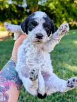INDIGO , a female Cavapoo and Miniature Bernedoodle for sale in Sacramento, CA – 3 of 4