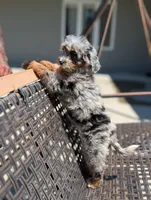 JASPER , a male Miniature Bernedoodle for sale in Sacramento, CA – 3 of 9