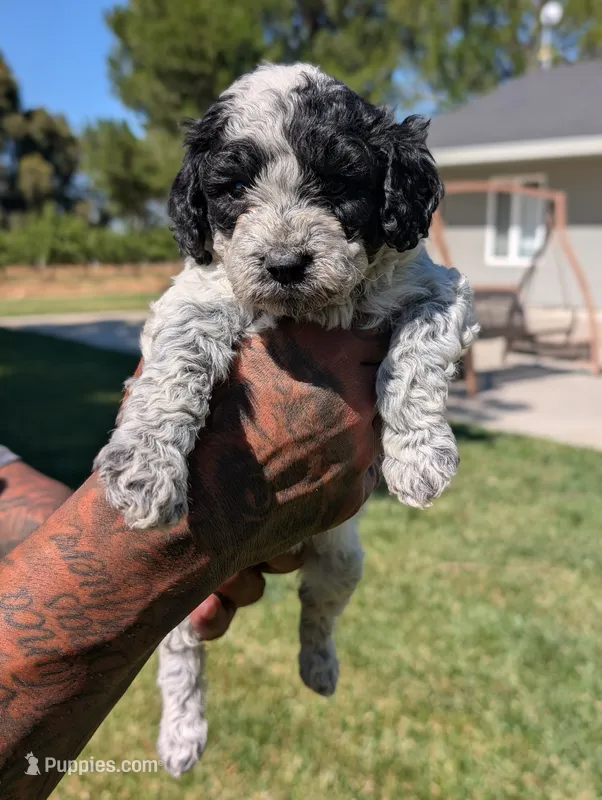 INDIGO  – Cavapoo, Miniature Bernedoodle puppy for sale in Sacramento, CA