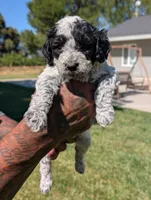 INDIGO , a female Cavapoo and Miniature Bernedoodle for sale in Sacramento, CA – 5 of 9