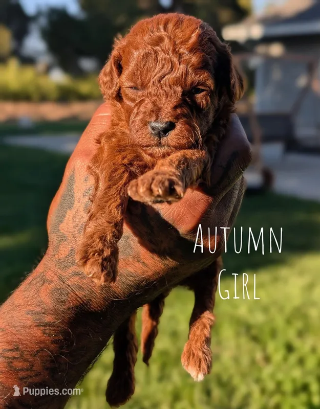 AUTUMN – Goldendoodle puppy for sale in Sacramento, CA