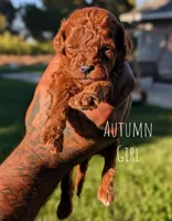 AUTUMN, a male Goldendoodle for sale in Sacramento, CA – 2 of 5