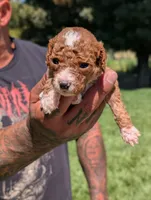 TATER TOT , a female Cavapoo and Poodle - Miniature  for sale in Sacramento, CA – 3 of 5
