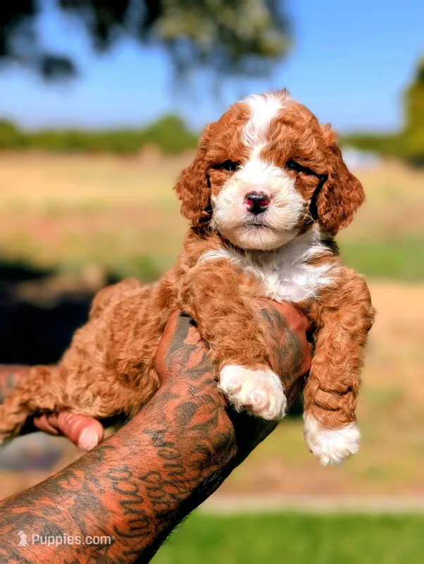 HASHBROWN – Cavapoo, Poodle - Miniature  puppy for sale in Sacramento, CA