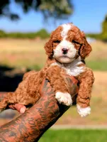 HASHBROWN, a male Cavapoo and Poodle - Miniature  for sale in Sacramento, CA – 3 of 10