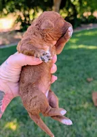 SHORTCAKE 🍰, a female Poodle - Toy  and Poodle - Miniature  for sale in Sacramento, CA – 5 of 7