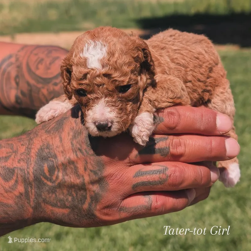 TATER TOT  – Cavapoo, Poodle - Miniature  puppy for sale in Sacramento, CA