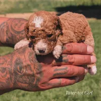 TATER TOT , a female Cavapoo and Poodle - Miniature  for sale in Sacramento, CA – 1 of 5