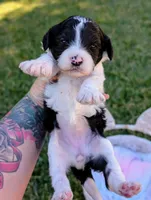 RAVEN, a female Cavapoo and Miniature Bernedoodle for sale in Sacramento, CA – 1 of 5