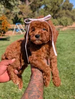 MAPLE, a female Goldendoodle and Poodle - Miniature  for sale in Sacramento, CA – 3 of 10