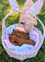 Strawberry 🍓, a female Poodle - Toy  and Poodle - Miniature  for sale in Sacramento, CA – 4 of 8