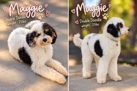 Neapolitan, a male Bernedoodle for sale in Sacramento, CA – 4 of 5
