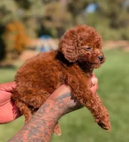 AUTUMN, a female Goldendoodle and Poodle - Miniature  for sale in Sacramento, CA – 3 of 10