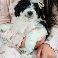 PRESLEY, a female Cavapoo and Miniature Bernedoodle for sale in Sacramento, CA – Photo 1 of 5