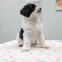 PRESLEY, a female Cavapoo and Miniature Bernedoodle for sale in Sacramento, CA – Photo 3 of 5