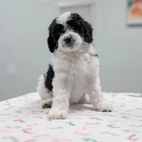PRESLEY, a female Cavapoo and Miniature Bernedoodle for sale in Sacramento, CA – Photo 2 of 5