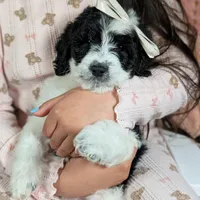 PRESLEY, a female Cavapoo and Miniature Bernedoodle for sale in Sacramento, CA – Photo 4 of 5