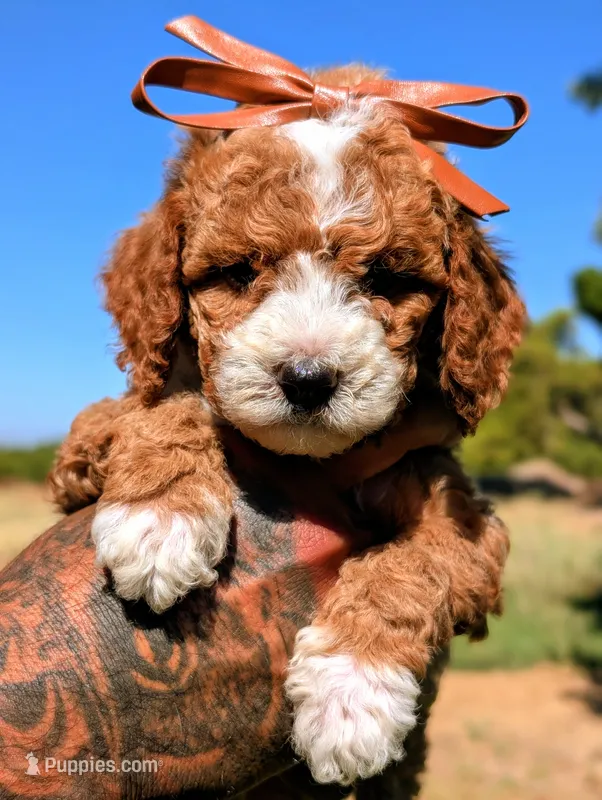 KRINKLE  – Cavapoo, Poodle - Miniature  puppy for sale in Sacramento, CA