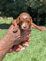 PRINGLES, a female Cavapoo and Poodle - Miniature  for sale in Sacramento, CA – 3 of 6