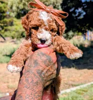 SWEET POTATO, a female Cavapoo and Poodle - Miniature  for sale in Sacramento, CA – 7 of 10