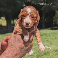 WAFFLES, a female Cavapoo and Poodle - Miniature  for sale in Sacramento, CA – 1 of 6
