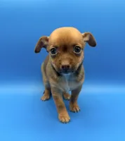 Gadget, a male Chihuahua for sale in Palm Coast, FL – 2 of 2