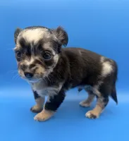 Peppy, a male Chihuahua for sale in Palm Coast, FL – 1 of 2