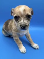 Chop, a male Chihuahua for sale in Palm Coast, FL – 2 of 3