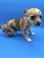 Chop, a male Chihuahua for sale in Palm Coast, FL – 3 of 3
