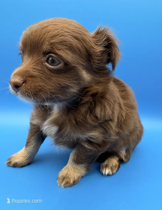 Zeus, a male Chihuahua for sale in Palm Coast, FL – 1 of 2