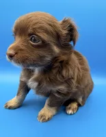 Zeus, a male Chihuahua for sale in Palm Coast, FL – 1 of 2